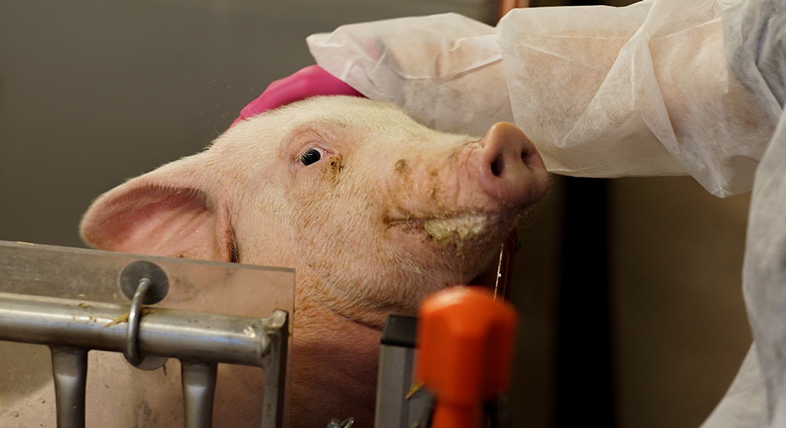 Laboratory pig
