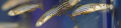 The Zebrafish unit